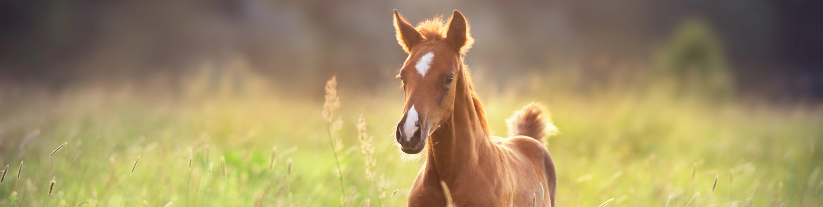 Horse on a field looking at camera